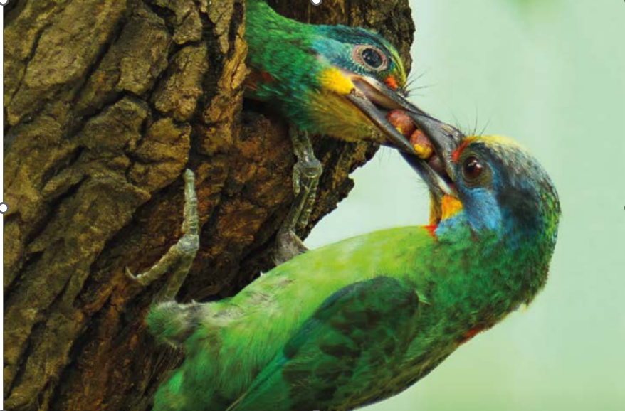 Birds in tree