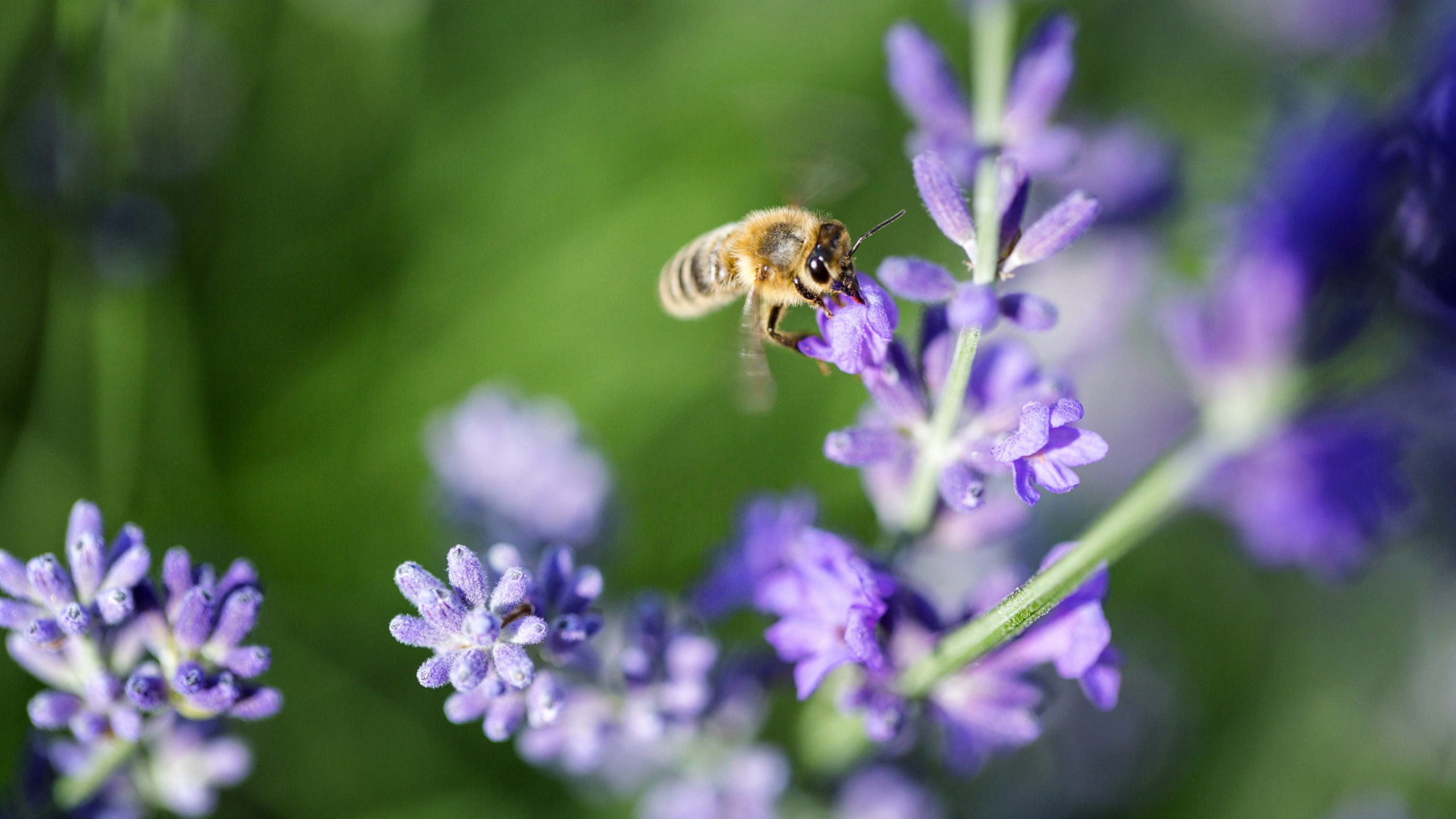Bee on flower